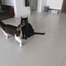 伟嘉猫粮成猫大包装英短猫咪蓝猫海洋鱼味全价实惠营养通用猫干粮 海洋鱼味10kg+妙鲜包混合12包 实拍图