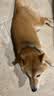 麦富迪狗粮 无谷牛肉双拼狗粮成犬 小型犬中大型犬通用10kg/20斤 实拍图