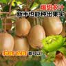 花翁猕猴桃树果苗嫁接南北方庭院种植 红心猕猴桃30-50cm高源头直发 实拍图