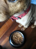 HELLOJOY猫碗不锈钢狗狗猫咪食盆猫咪宠物用品水粮碗防滑打不翻狗盆狗碗 实拍图