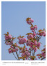 适马（SIGMA）16-300mm f3.5-6.7 DC OS ｜Contemporary 半画幅 远摄变焦镜头 旅游风光人像（索尼E卡口） 实拍图