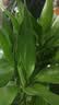 富贵竹水培植物室内招财绿植插瓶插花净化空气办公桌面转运竹 富贵竹70cm10支 实拍图