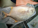 翔泰海南二去金鲳鱼700g/2条去鳃去内脏免处理生鲜鱼类 海鲜水产 实拍图