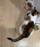 伟嘉猫粮成猫全价猫粮亮毛均衡营养10kg海洋鱼味夹心粮【原料透明】 实拍图