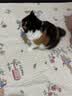 海乐妙猫咪体内驱虫药2-8kg（一片装）成猫打虫药防治寄生虫猫用 实拍图