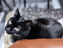 pidan混合豆腐猫砂 豆腐膨润土皮蛋猫砂除臭猫砂结团快 经典款2.4kg*4 实拍图