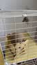 欢宠网猫玩具猫咪猫抓球抓板柱磨猫爪滚球逗猫自嗨解闷神器猫猫小猫幼猫 实拍图