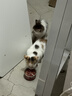 京东京造 浓汤红肉猫罐头金枪鱼混合味85克*24罐 猫零食湿粮补水鱼肉罐 实拍图