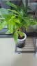 发财树盆栽大植物室内办公室桌面客厅小盆景招财树苗绿植花卉盆栽 三杆发财树 5-8cm【繁星吸水盆】 【送肥料】 实拍图