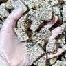 熟黑芝麻熟白芝麻现炒杂粮农家自产特产粗粮烘焙免洗即食营养健康 熟白芝麻250g*1罐 实拍图