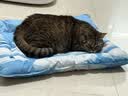 乐优派宠物冰垫猫窝猫垫狗垫夏季凉席凉垫子冰窝防水 方形65*50cm 实拍图