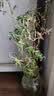 水培植物富贵竹天堂鸟白掌鸭脚木室内米竹子绿植花卉办公桌面好养 20颗米竹35-45cm+营养液【不含盆】 无规格 实拍图