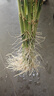 富贵竹水培植物室内招财绿植插瓶插花净化空气办公桌面转运竹 富贵竹70cm10支 实拍图