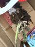 萌肉居 大花月季月季花苗盆栽木本花卉不带叶随机颜色发货源头直发 实拍图