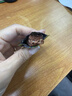 科尔沁超干风干牛肉干原味100g 内蒙特产零食 肉干肉脯 健身牛肉 实拍图