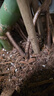 美乐棵  通用营养土养花花肥种植土花土种菜土肥料盆栽绿植专用土壤40L 实拍图