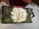 babycare金山茶花拉拉裤L38片(9-14kg)婴儿尿不湿超薄透气新生柔花苞裤 实拍图