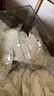 天堂牌桂花莲子西湖藕粉 杭州特产速溶桂花莲子藕粉代餐粉360g盒装 实拍图