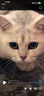 网易严选全价猫粮4.0 成幼猫粮无谷全阶段猫粮猫咪食品 乳鸽乌鸡味1.5kg 实拍图