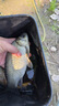 龙王恨鱼饵野战蓝鲫香腥钓饵江河湖库黑坑野钓鲫鱼鲤鱼草青鳊鱼钓鱼饵料 实拍图