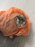 麦富迪猫粮barf霸弗天然猫粮冻干奶糕幼猫粮高蛋白温和养护肠胃牛肉100g 实拍图