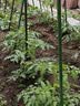 包塑钢管园艺支架杆黄瓜豆角葡萄种菜爬藤架绿植架攀爬架 直径16mm长度210cm【10支装赠 10 个钢丝扣】 实拍图