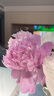 墨斗鱼玻璃花瓶高级感简约插花瓶水培绿植物水培养生态瓶养花生日礼物 实拍图