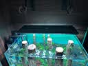 尼特利AT5S水草灯540S专业级全光谱led伸缩鱼缸灯专用植物补光灯 实拍图