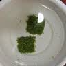 疯狂水草爬地矮珍珠1片水草植物鱼缸造景草坪趴地珍珠草阴性源头直发包邮 实拍图