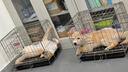 普安特宠物猫咪洗耳液耳螨狗狗滴耳液猫耳朵清洁耳垢臭痒漂护理液尔加分 实拍图