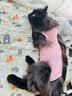 憨憨宠宠物冰垫防水狗垫子夏季降温猫咪凉垫凉席泰迪金毛中小型犬宠物垫 动物园款 XL号 60*90cm 实拍图
