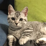 京东京造 冻干双拼全价猫粮10kg鱼肉味 全阶段成猫幼猫[新老包装随机发货] 实拍图