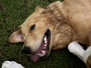 蓝豚宠物吹水机宠物专用狗狗吹风机吹毛机大功率金毛泰迪大型犬用 至尊版1090粉色 2200w 实拍图