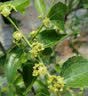 尔澜4cm嫁接冬枣树苗甜度大果树苗庭院阳台露天种植水果苗木源头直发 实拍图