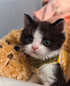 皇家宠物猫粮 幼猫猫粮K36-适用于12月龄50g*3 实拍图