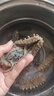 参王朝 大连底播淡干海参干货辽刺参海鲜水产礼盒 7A 实惠装尊品9年 250g*1盒 20-30头 实拍图