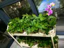 京东绿植绿萝盆栽除甲醛花卉绿植办公室新房净化空气110款10盆装源头直 实拍图