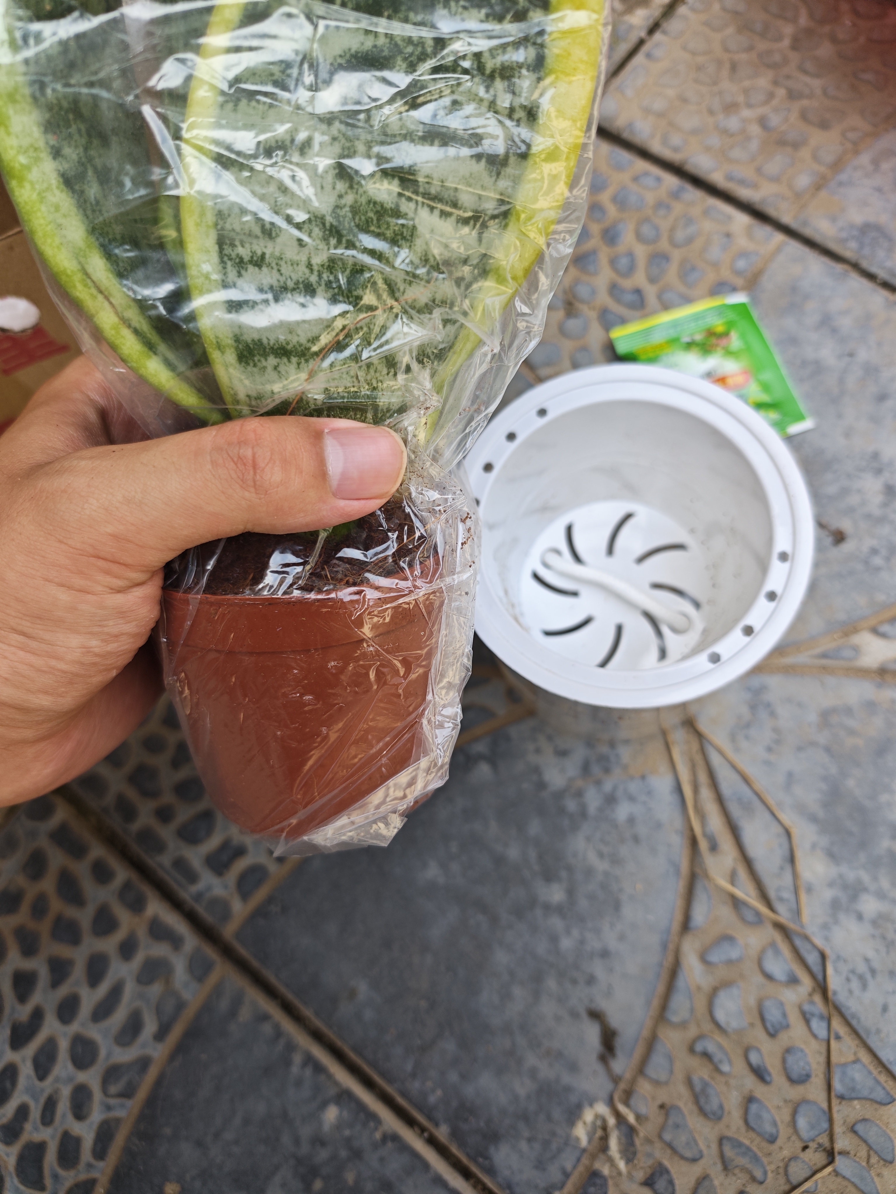 萌肉居金边虎皮兰盆栽耐旱办公室绿植花卉三株+早安盆源头直发 实拍图