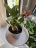 【夏季新品】稀有多头沙漠玫瑰重瓣老桩浓香多肉绿植四季室内外 （红黄花）根直径（2-4公分） 带黑色育苗盆发货 实拍图