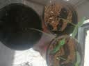 漫生活16L营养土通用赠2肥2种子花土有机土通用种花土壤种菜种植土养花 实拍图