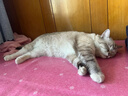 醇粹黑标猫粮 全价无谷双拼冻干猫粮 鸡肉生骨肉猫粮10kg囤货装 实拍图