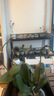 年宵花春节蝴蝶兰盆栽绿植花卉年货装饰过年四季开花大苗好养易活 白美人---【包开花】送营养液2包 带2支花剑 实拍图