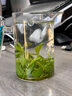 匠界养生茶特级小叶苦丁茶叶正宗头茬绿水青山嫩米芽养生花草茶125g 实拍图