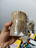 九月生水培巴西木幸运木带托盘格鲁特花卉绿植盆栽室内桌面植物中号 实拍图