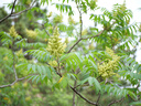 松下（Panasonic）Lumix G100D M43画幅相机 M43卡口 微单相机 无反数码相机 G100D+【12-60+25F1.7】双白盒套装 实拍图