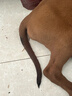 普安特宠物狗狗驱虫药犬驱虫体内外一体跳蚤犬虱非泼罗尼爱滴克 实拍图