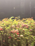 植村秀琥珀卸妆油450ml护肤洁颜油 温和清洁 细致毛孔 生日礼物送女友 实拍图