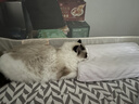 红狗 营养膏120g 猫咪营养膏猫营养膏狗狗猫咪维生素狗狗维生素宠物 实拍图