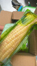 京鲜生云南花糯小玉米3斤 精选小花糯甜糯玉米棒 新鲜蔬菜 源头直发包邮 实拍图