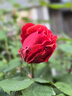 万创适用dyson戴森吸尘器配件V6/V7/V8/V10国行/美版V11/V12/V15/Slim专用轻量款G5前置后置过滤网滤芯 V12 滤芯1个 可拆水洗|坚固耐用 实拍图